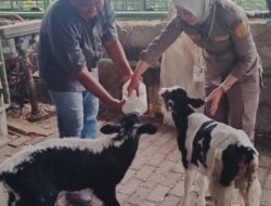 Kemitraan Peternak dan Swasta Sukses Hasilkan 114 Ekor Sapi Perah Bunting