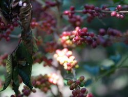 Tunda Panen Demi Mutu, Bisnis Kopi PTPN IV Tetap Raup Laba pada Awal 2026