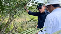 Serangga Penyerbuk dari Afrika Diuji di Simalungun, Upaya PalmCo Tingkatkan Produktivitas Sawit