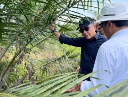 Serangga Penyerbuk dari Afrika Diuji di Simalungun, Upaya PalmCo Tingkatkan Produktivitas Sawit