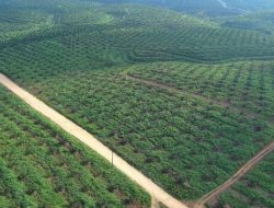 Terapkan Pendekatan Humanis, PTPN IV PalmCo Pulihkan 223,05 Hektar Aset Negara